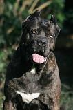 CANE CORSO 1424
